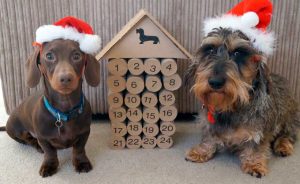 Calendario de adviento para perros